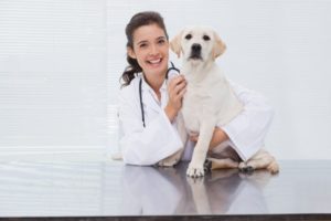 Spay/Neuter Certificate Veterinary Providers | DFW Humane Society